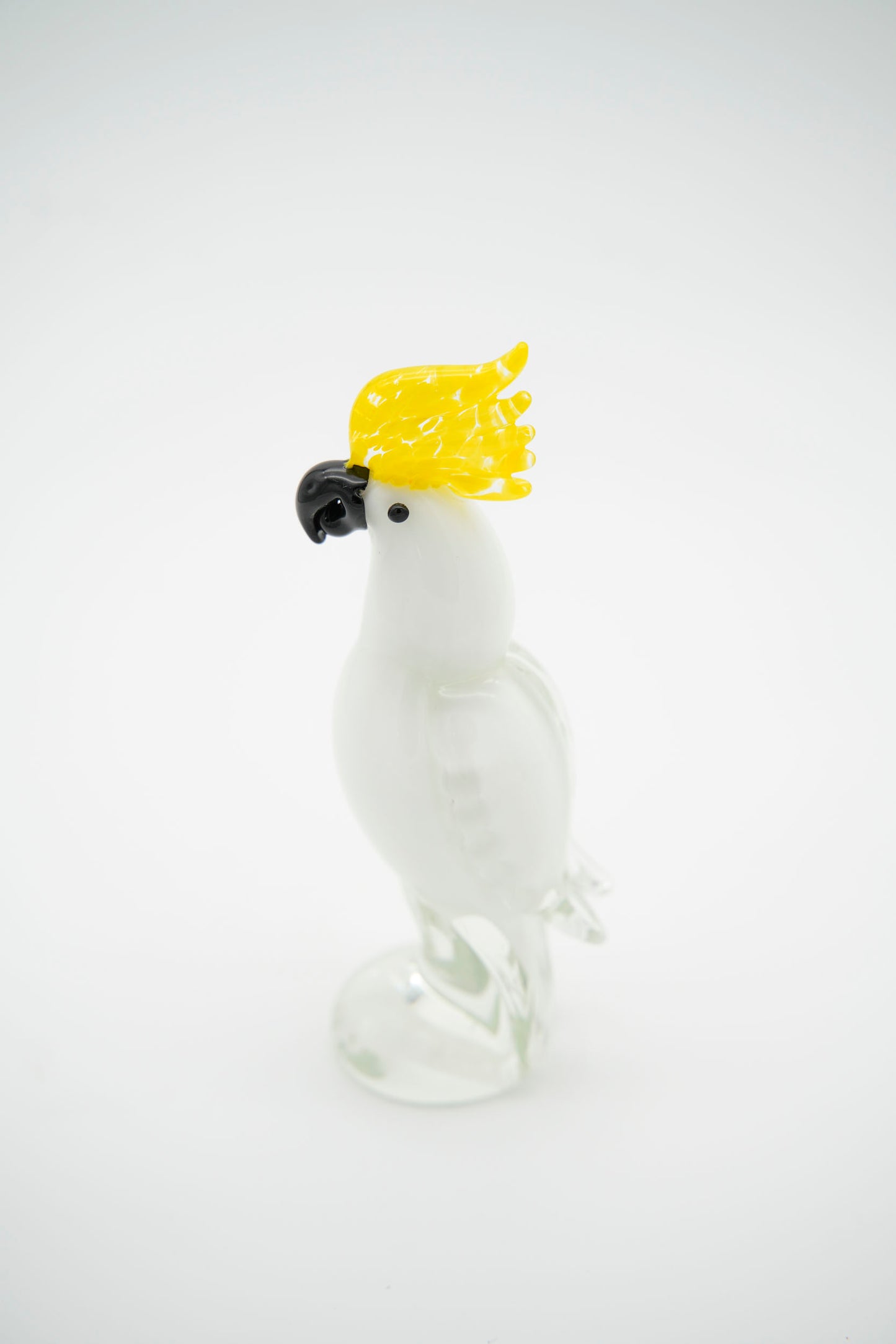 Pappagallo Cacatua