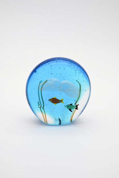Acquario bolla e meduse